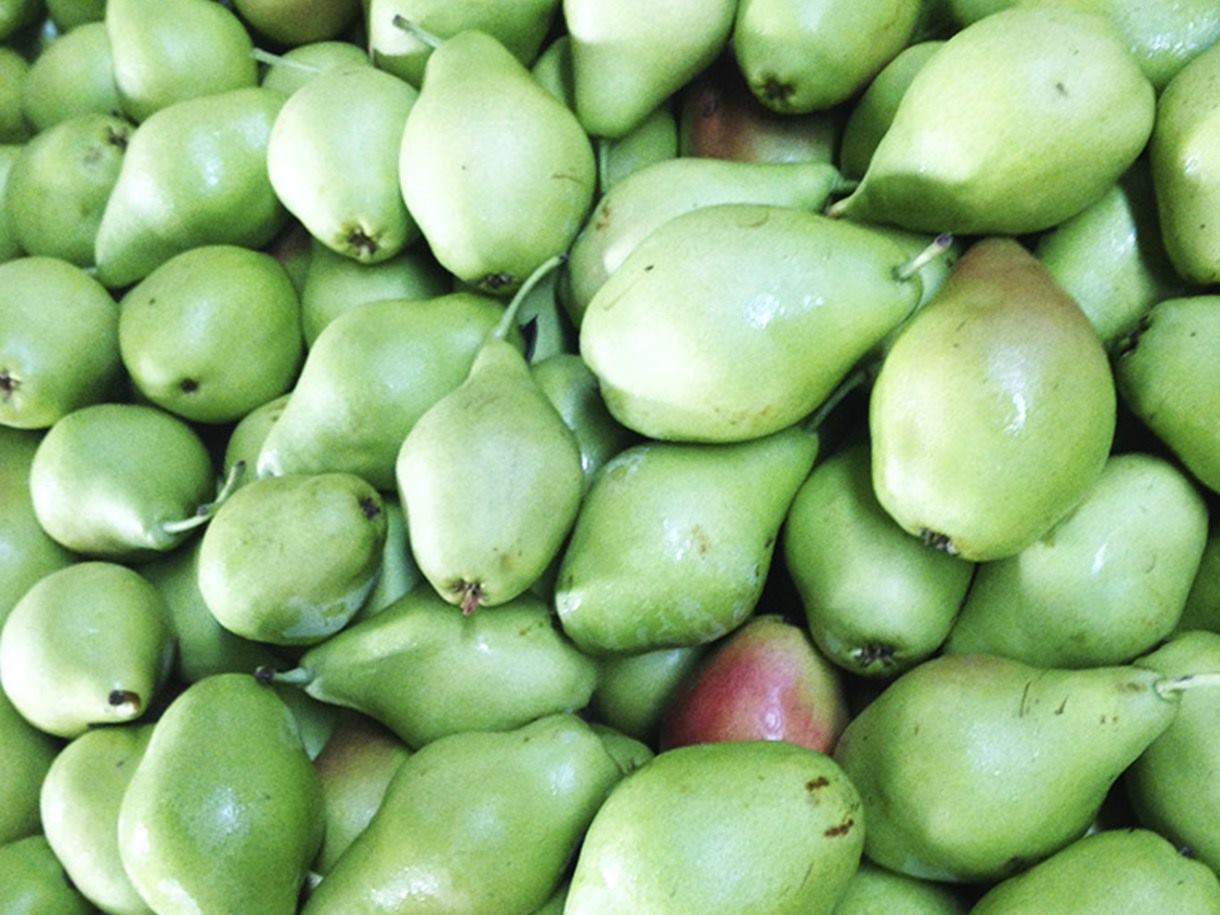 Cosecha de peras verdes